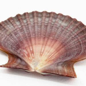 Pecten Vogdesi Flat Half