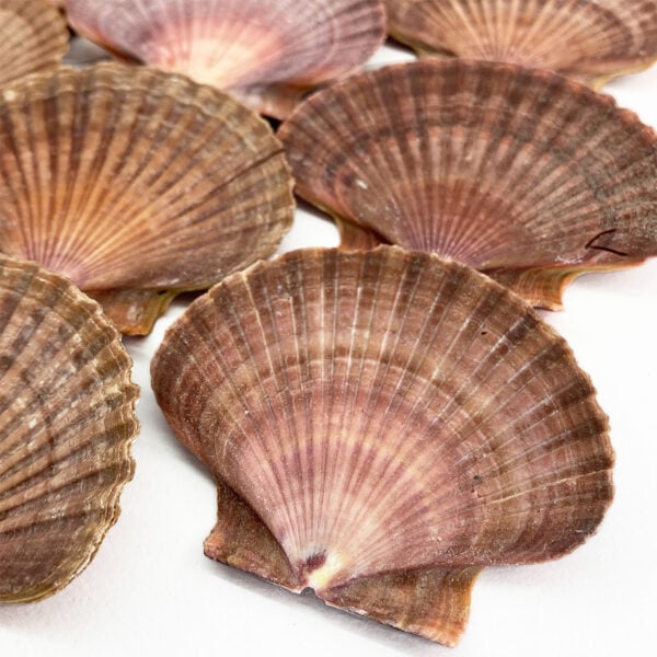 Pecten Vogdesi Flat Half