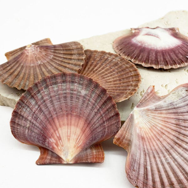 Pecten Vogdesi Flat Half
