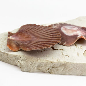 Pecten Vogdesi Flat Half