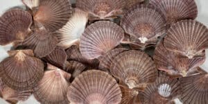 Scallop shells