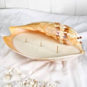 Melo shell 3 Wick soy candle
