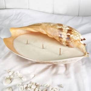 Melo shell 3 Wick soy candle