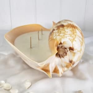 Melo shell 3 Wick soy candle