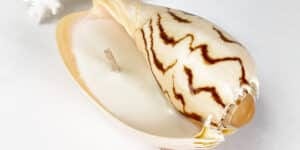 Deluxe Soy Shells Candles