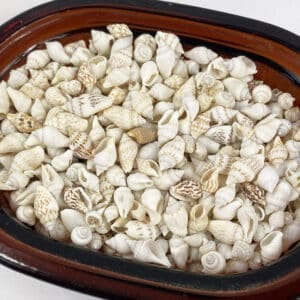 Pyrene Versicolour White Shells