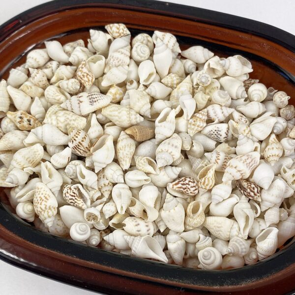 Pyrene Versicolour White Shells