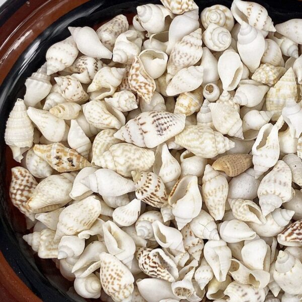 Pyrene Versicolour White Shells