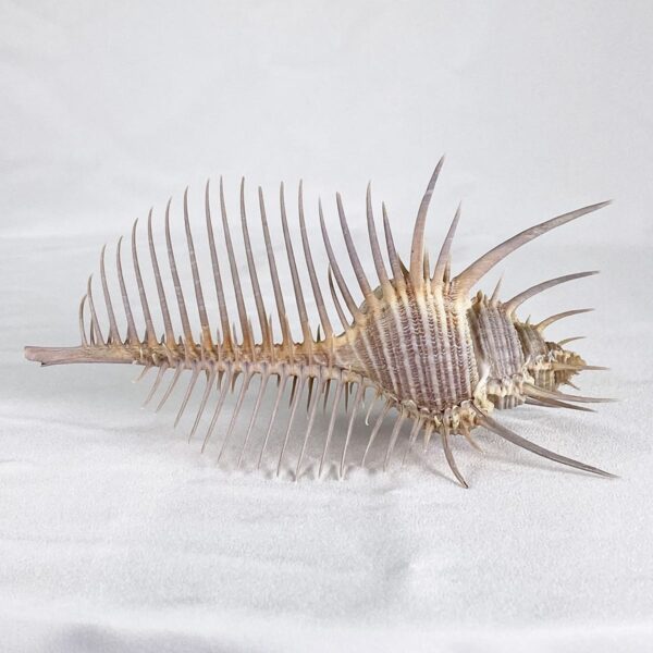 Murex Pecten Beige shell