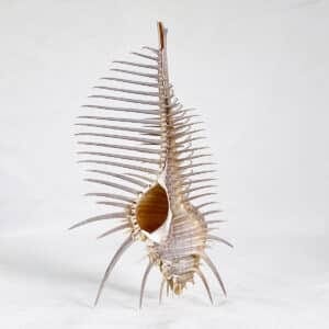 Murex Pecten Beige shell