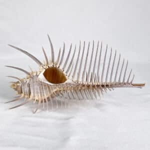 Murex Pecten Beige shell