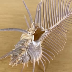 Murex Pecten Beige shell