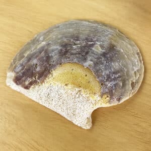 Pearl Goldlip Natural shell