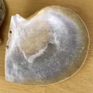 Pearl Goldlip Natural shell