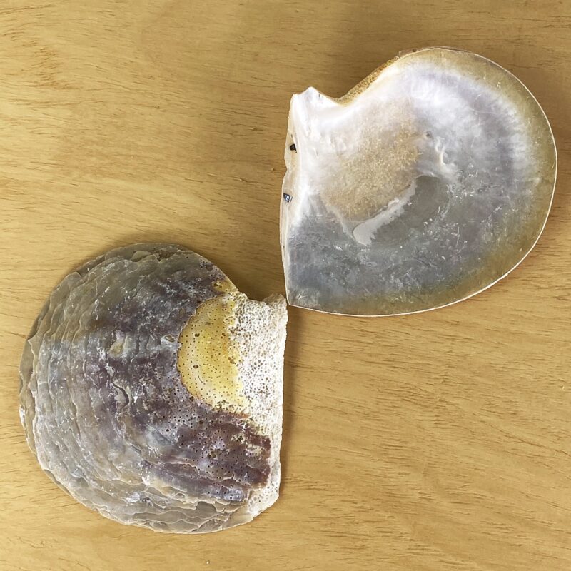 Pearl Goldlip Natural shell