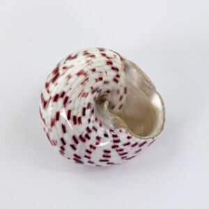 Strawberry Trochus shell