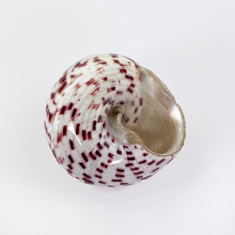 Strawberry Trochus shell