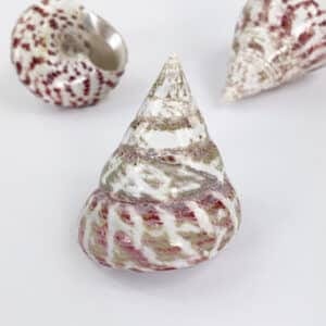 Strawberry Trochus shell