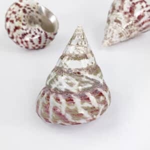 Strawberry Trochus shell