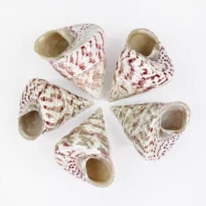 Strawberry Trochus shell
