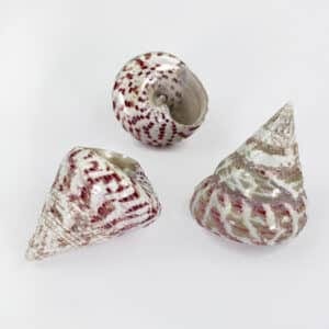Strawberry Trochus shell