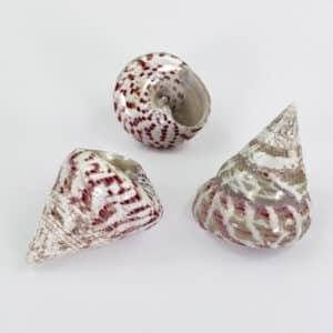 Strawberry Trochus shell