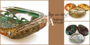 Latest Abalone Shells