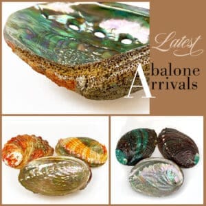 Latest Abalone Shells