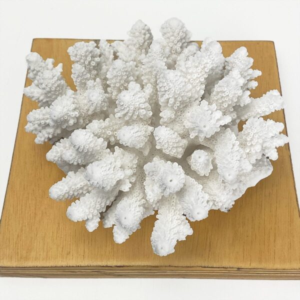 Acropora Finger Coral