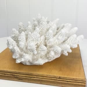 Acropora Finger Coral