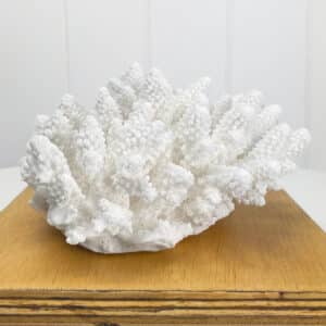 Acropora Finger Coral