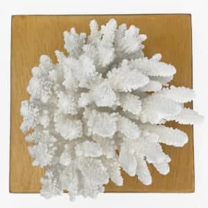 Acropora Finger Coral