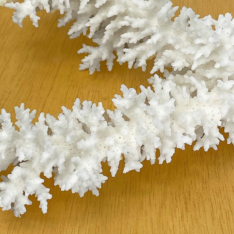 Acropora Bottlebrush Coral