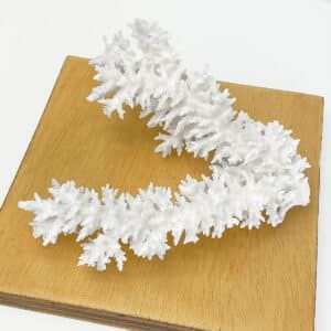 Acropora Bottlebrush Coral