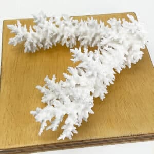 Acropora Bottlebrush Coral