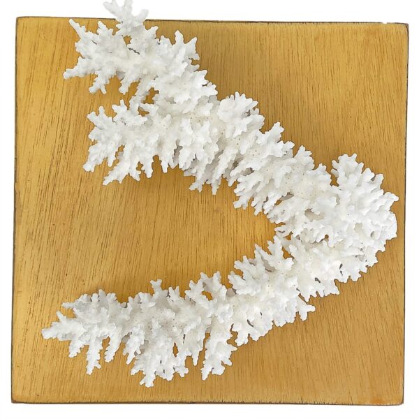 Acropora Bottlebrush Coral