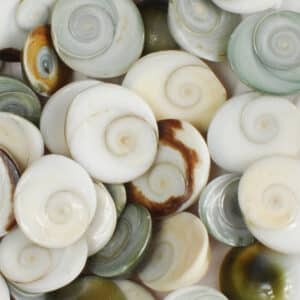 Catseye Shells