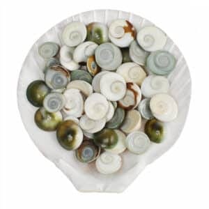Catseye Shells