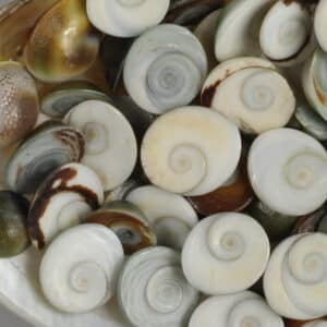 Catseye Shells