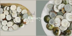 Catseye shells