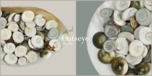 Catseye shells