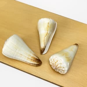 Conus Virgo Heavy White Ivory shell