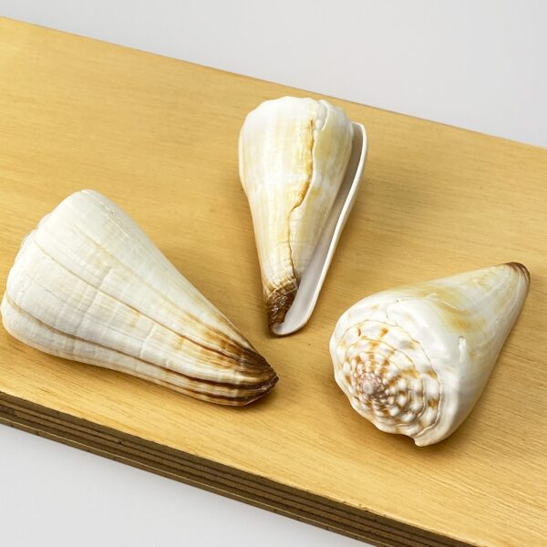 Conus Virgo Heavy White Ivory shell