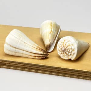 Conus Virgo Heavy White Ivory shell