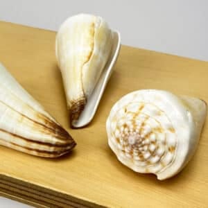Conus Virgo Heavy White Ivory shell