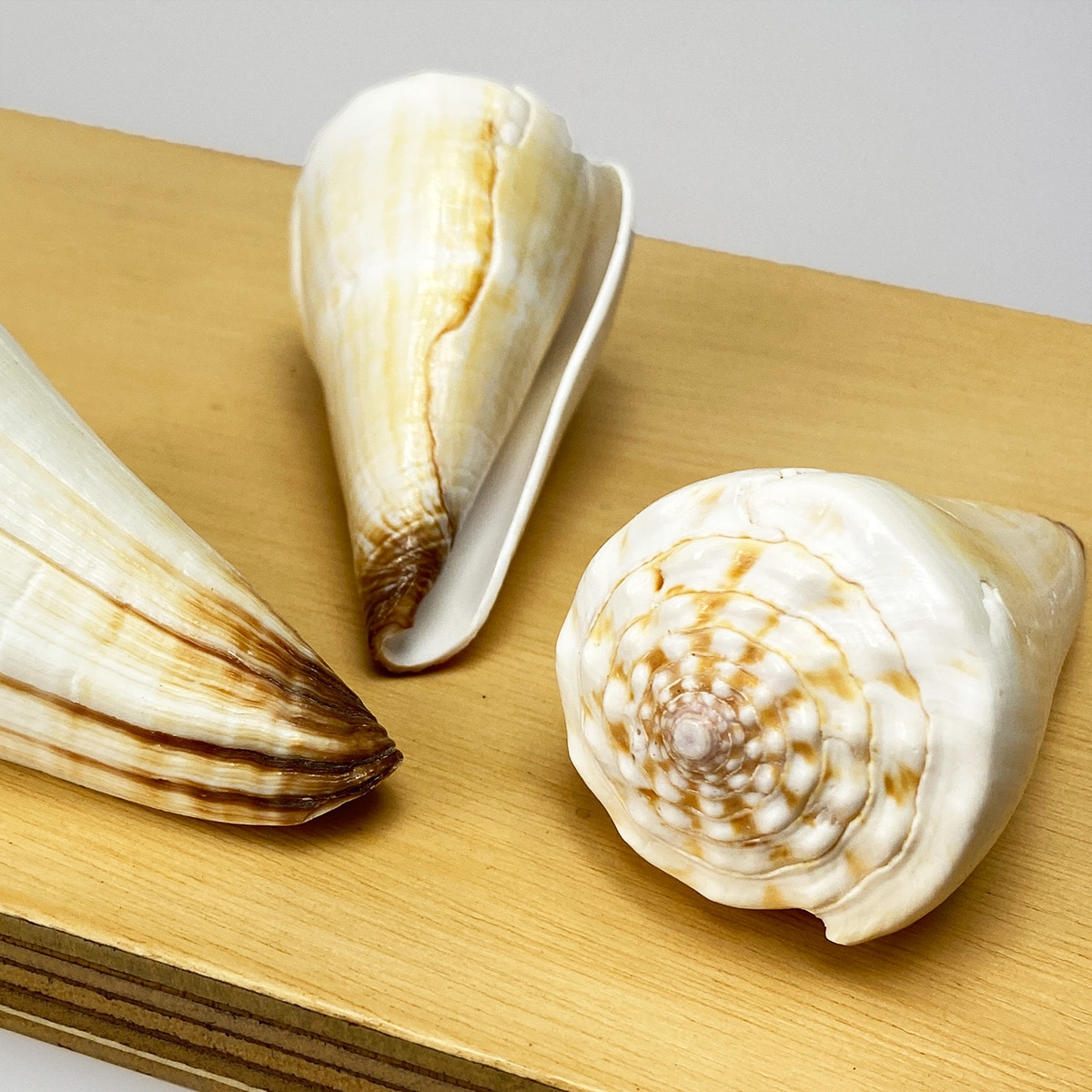 Conus Virgo Heavy White Ivory shell