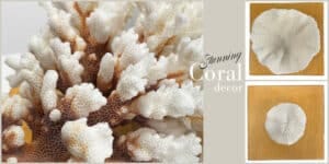Coral decor