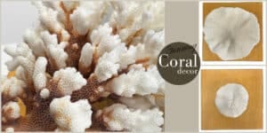 Coral decor