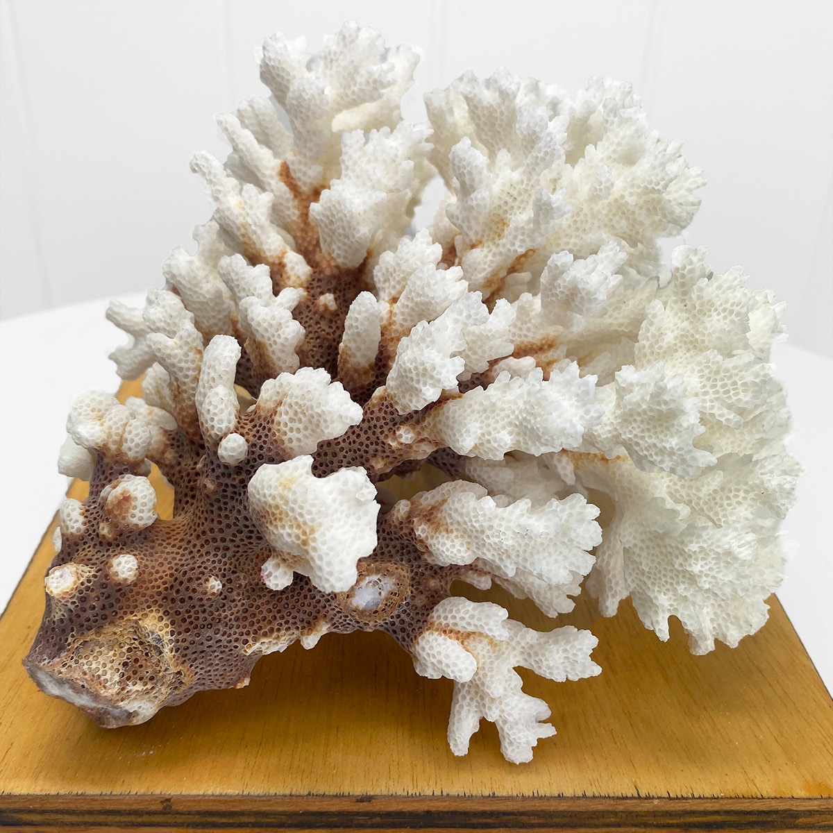 Pocillopora Damicornis Coral