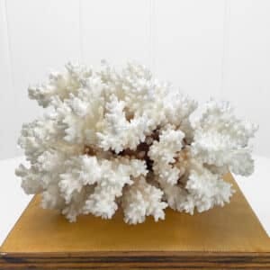 Pocillopora Damicornis Coral